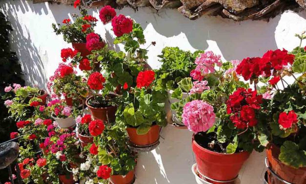 Ayuntamiento y CCA organizan el Concurso de Decoración para Comercios y Hostelería "Viste El Puerto de flores"