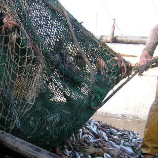 El Puerto muestra su apoyo al sector pesquero contra la nueva limitación en la pesca de arrastre