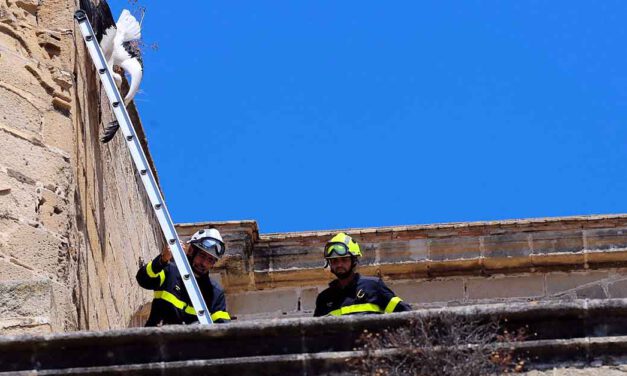 Rescatada con vida una cigüeña atrapada en la Basílica Menor de El Puerto