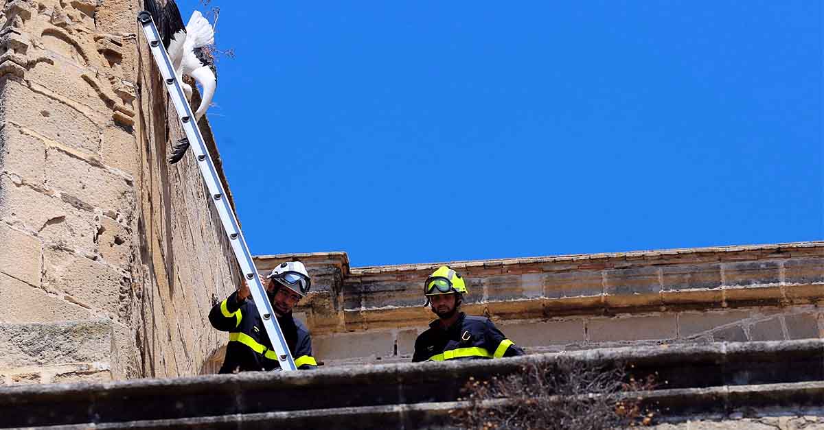 Rescatada con vida una cigüeña atrapada en la Basílica Menor de El Puerto