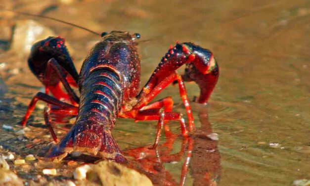 La Casa de los Toruños acoge la exposición '¡Cuidado! Invasoras Acuáticas'