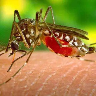 El Puerto pone en marcha una campaña informativa para prevenir las picaduras del mosquito que transmite el Virus del Nilo