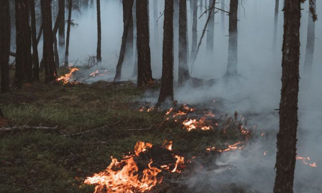 El incendio deja decenas de animales carbonizados en Sierra Bermeja