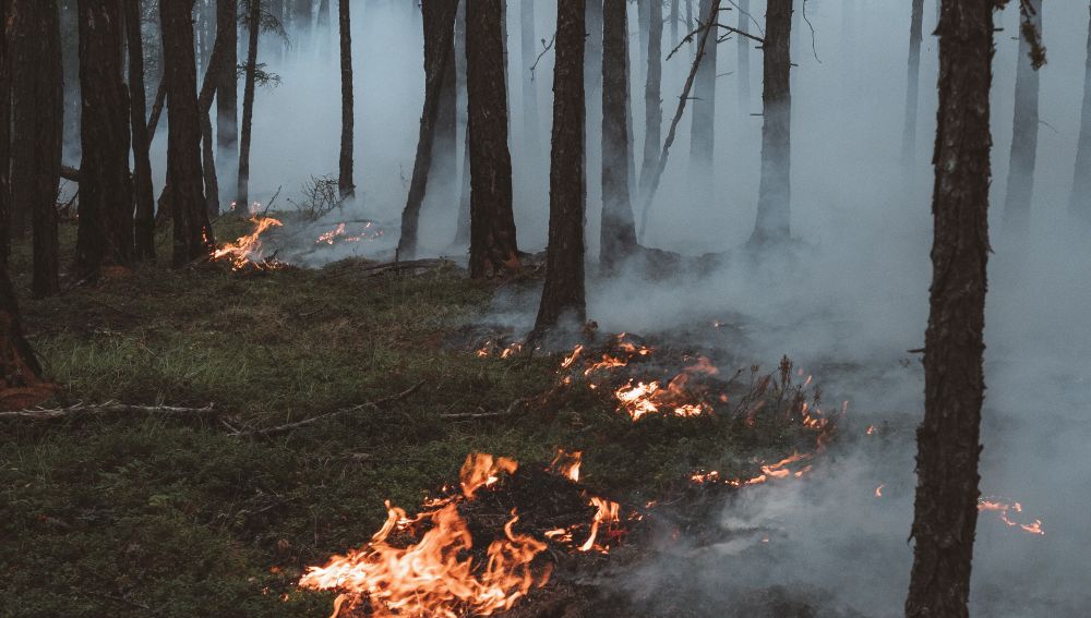 El incendio deja decenas de animales carbonizados en Sierra Bermeja
