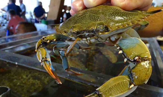 Expertos abordan la incidencia del cangrejo azul en el Guadalquivir y el Golfo de Cádiz