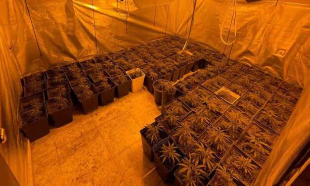 Detenida la presunta responsable de una plantación indoor de marihuana en la sierra de San Cristóbal