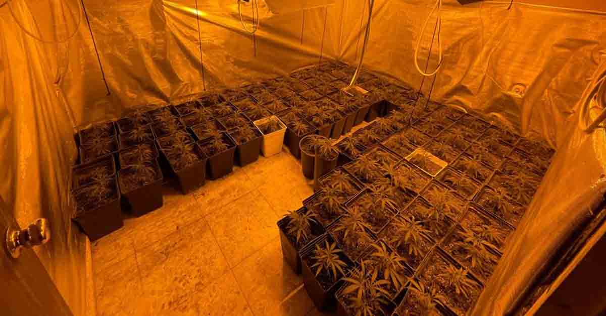 Detenida la presunta responsable de una plantación indoor de marihuana en la sierra de San Cristóbal