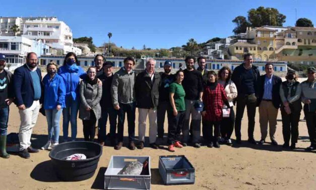 Liberadas en El Puerto nueve tortugas marinas rescatadas por SOS Caretta y recuperadas en el Cegma