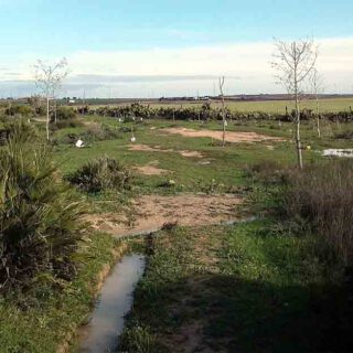 Continúa la repoblación forestal de la Puerta Verde de la Ruta Enoturística de la Comarca de El Puerto