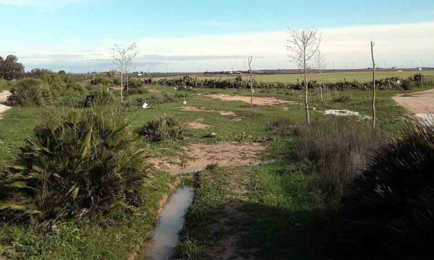 Continúa la repoblación forestal de la Puerta Verde de la Ruta Enoturística de la Comarca de El Puerto