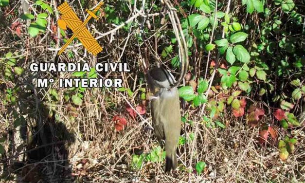 Condenado a pagar más de 5.300 euros por cazar pajarillos con artes prohibidas