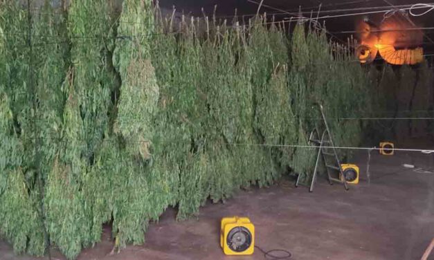 Investigan cultivo de 3,6 toneladas de cannabis vendido como cáñamo industrial en El Ejido