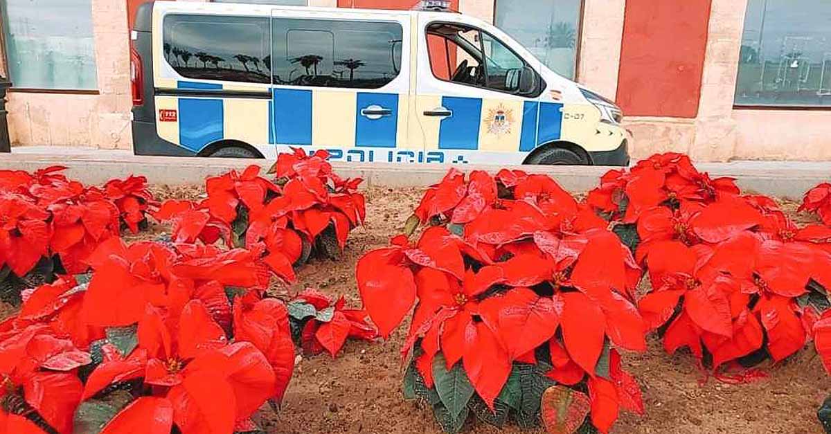 La Policía Local sorprende a dos individuos vendiendo flores de pascua sustraídas en Pozos Dulces