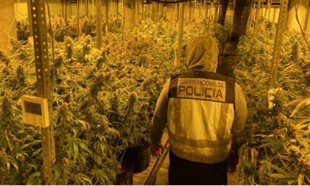 Seis detenidos de un clan familiar con 1.500 plantas de marihuana en El Ejido