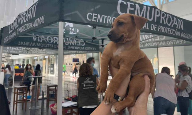 La PetWeek regresa al centro comercial El Paseo con jornadas de adopción animal junto a Cemuproan