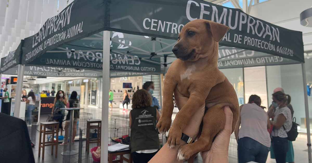 El Paseo organiza una nueva jornada de adopción de mascotas con el Centro Municipal de Protección Animal