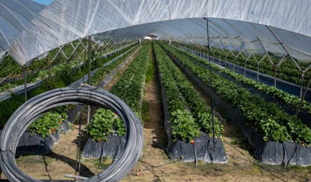 La Junta y la Comisión Europea abordarán el 3 de mayo en Bruselas los regadíos de Doñana