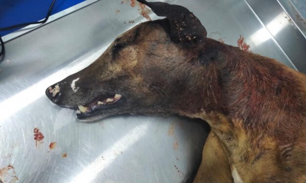 Brutal agresión a una perra a la que han partido el cráneo y tirado viva a un contenedor