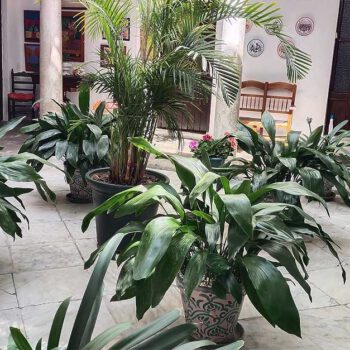 Doce patios históricos de El Puerto se iluminarán con mariposas durante dos noches