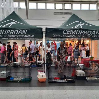 El Cemuproan consiguió adopción para 327 animales en 2022
