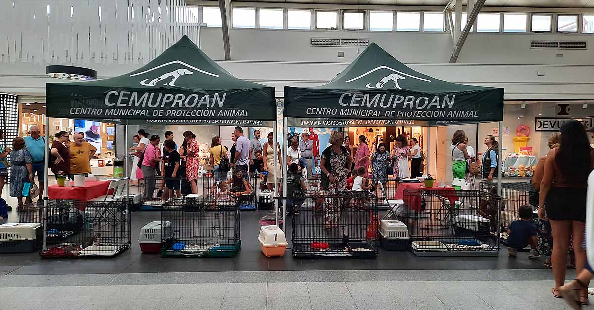 El Cemuproan consiguió adopción para 327 animales en 2022