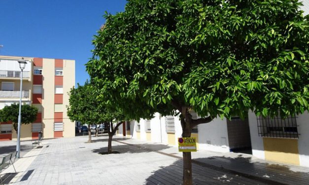 Ecologistas denuncia la poda de los árboles de la plaza María Auxiliadora este verano