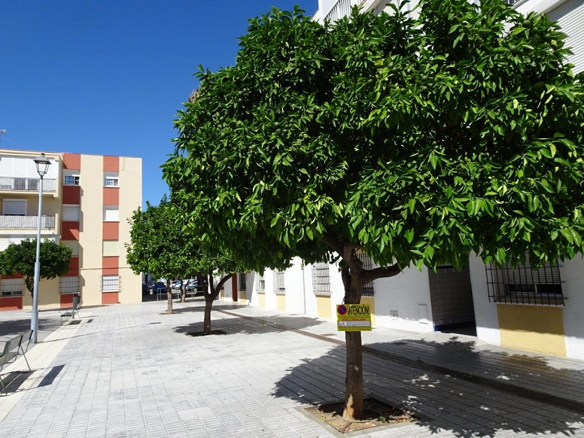 Ecologistas denuncia la poda de los árboles de la plaza María Auxiliadora este verano