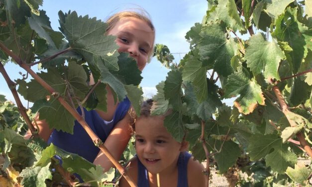 La bendita locura pone en marcha su vendimia familiar en el pago Balbaína Alta