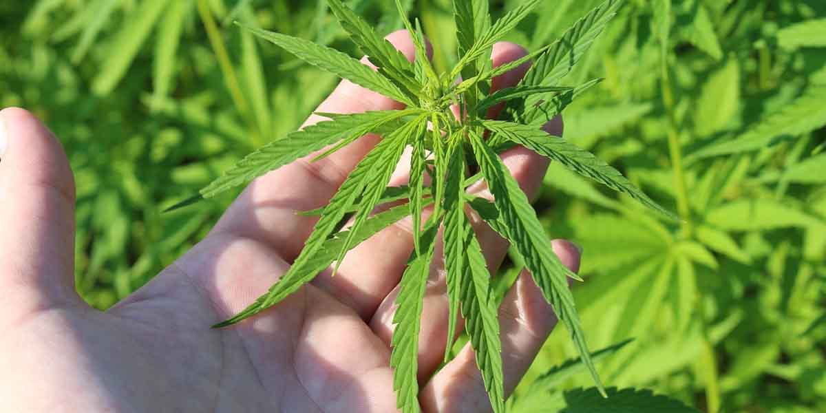 El cannabis en la medicina tradicional: explorando los usos históricos y culturales de la planta