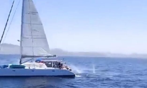Graban imágenes de un velero disparando a un grupo de orcas en el Estrecho