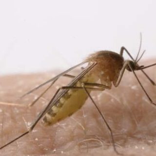 Análisis revelan presencia del Virus del Nilo Occidental en mosquitos de Barbate y Vejer