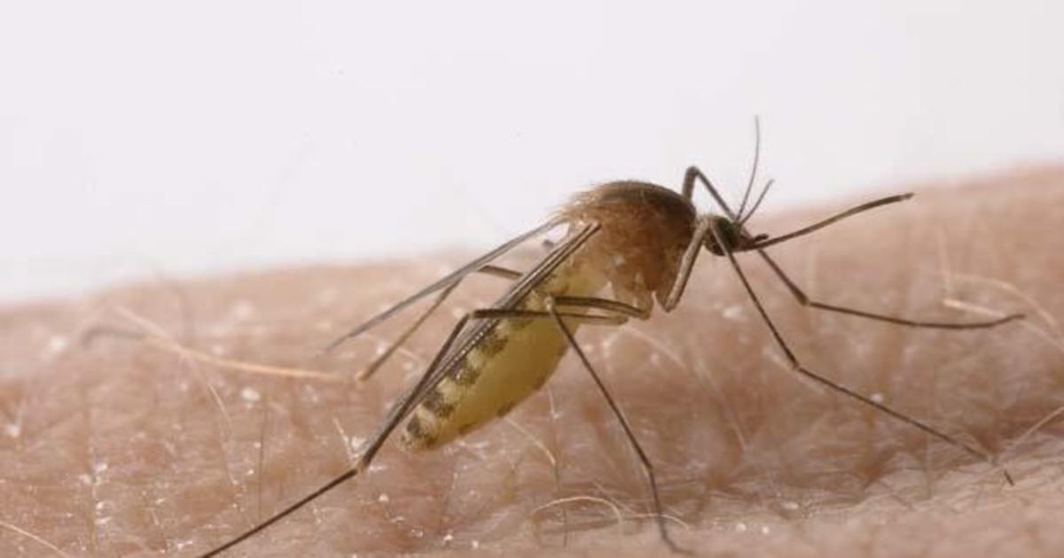 Análisis revelan presencia del Virus del Nilo Occidental en mosquitos de Barbate y Vejer