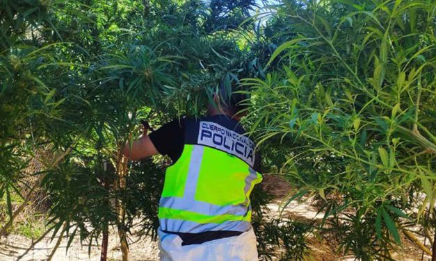La Policía Nacional desmantela plantaciones de marihuana en el Pago de San José, Los Naranjos y la Sierra de San Cristóbal