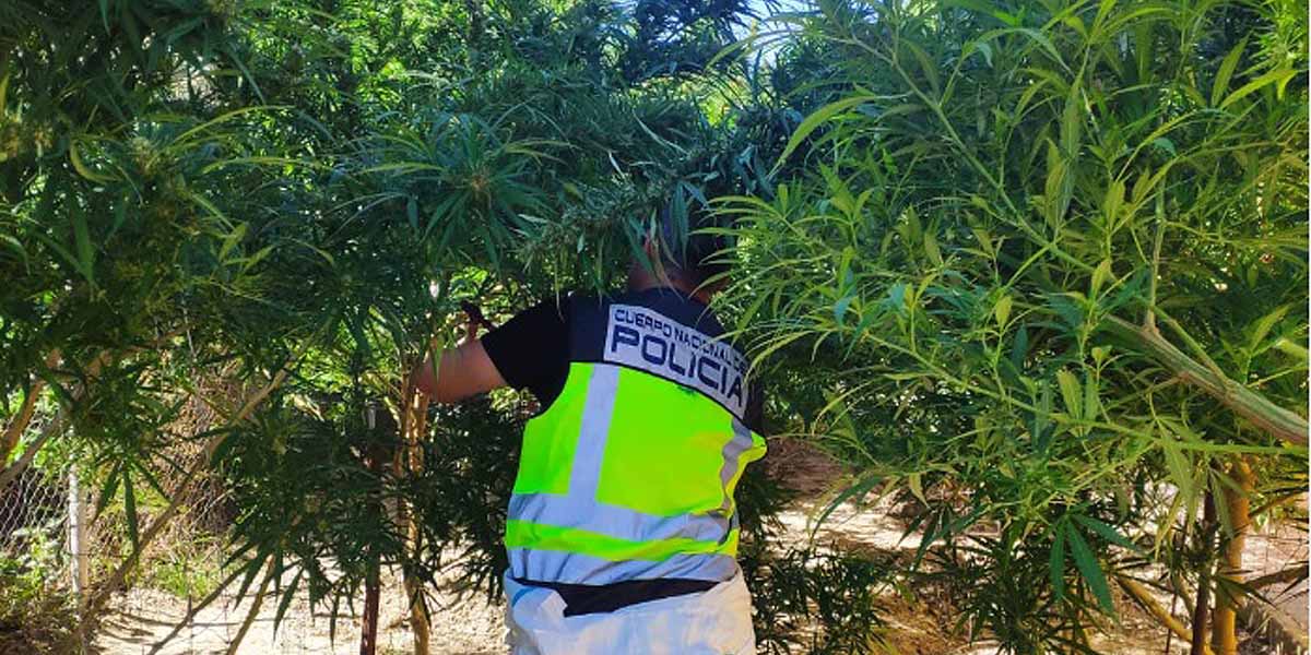 La Policía Nacional desmantela plantaciones de marihuana en el Pago de San José, Los Naranjos y la Sierra de San Cristóbal