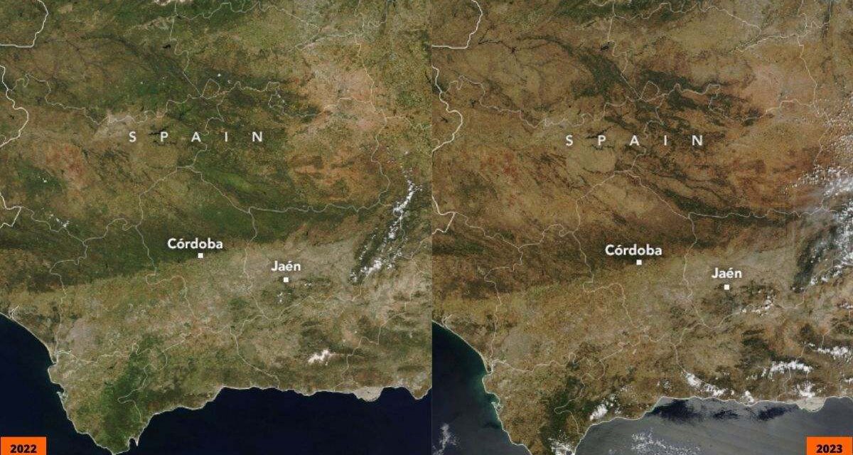 La NASA ilustra la grave situación del olivar andaluz con unas contundentes fotografías