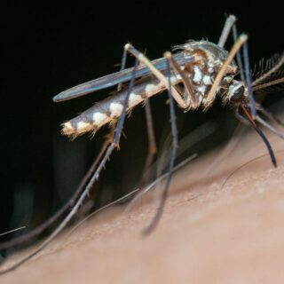 Aumentan los mosquitos transmisores de Virus del Nilo en municipios de Cádiz y Sevilla