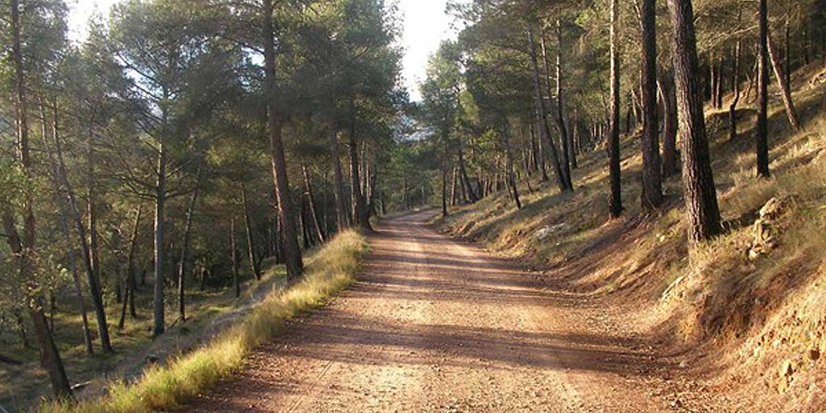 El PSOE propone la creación de pistas forestales en los pinares