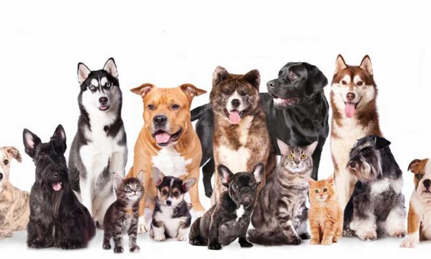 El Paseo celebra su Pet Week el 13 y el 14 de junio