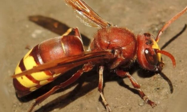 Vox presenta una moción de urgencia para combatir la amenaza del avispón oriental en El Puerto