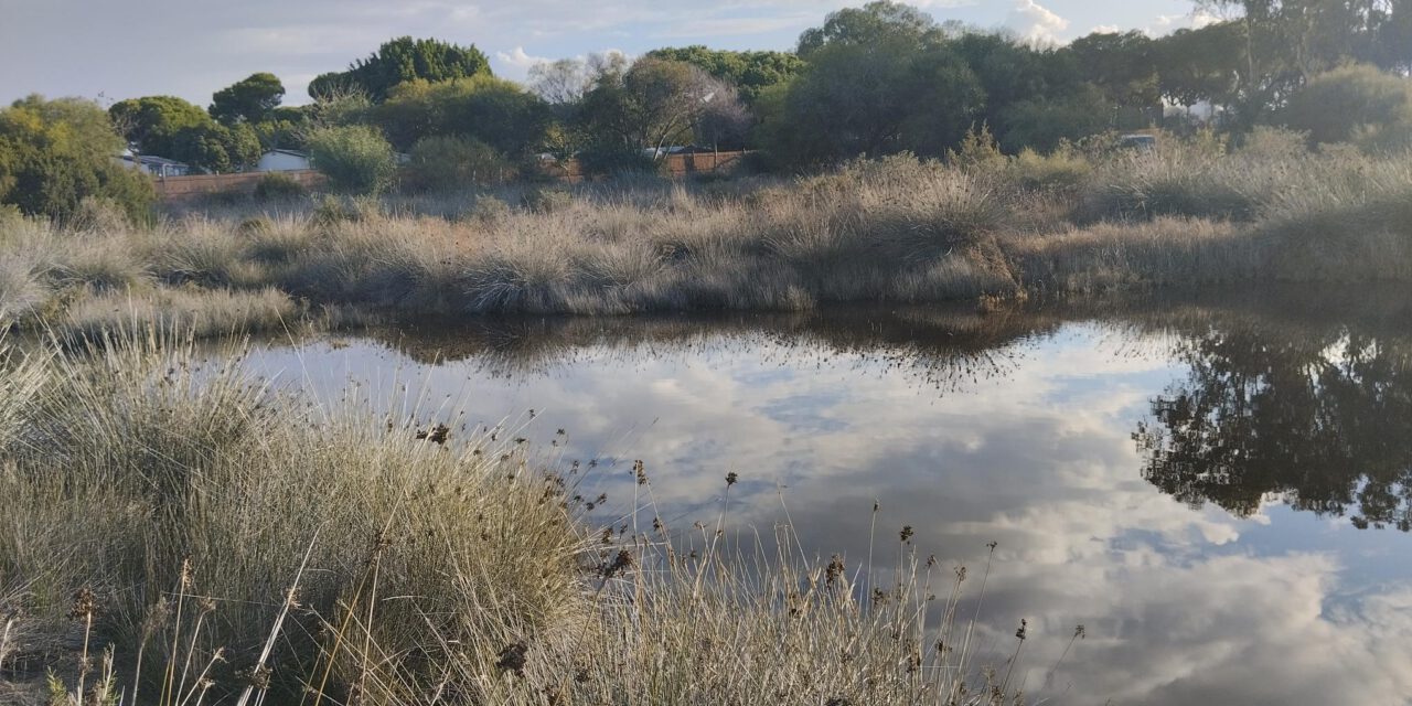 Medio Ambiente recomienda medidas para prevenir la proliferación de mosquitos