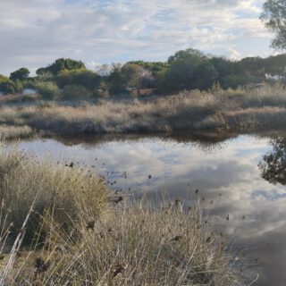 Medio Ambiente recomienda medidas para prevenir la proliferación de mosquitos