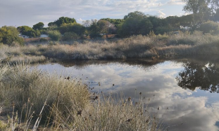 Medio Ambiente recomienda medidas para prevenir la proliferación de mosquitos