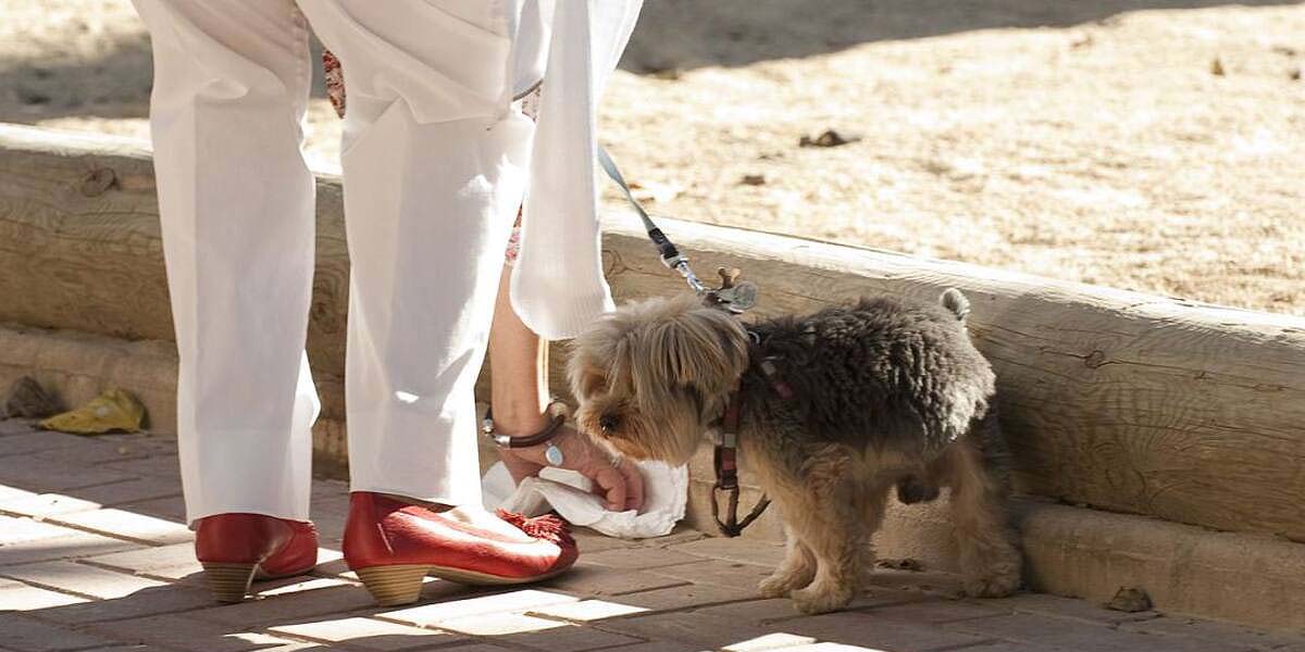 El Ayuntamiento de El Puerto inicia una campaña para que los ciudadanos recojan los excrementos de sus perros