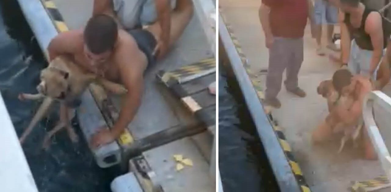 Rescatan a un perro atrapado junto al catamarán en el muelle de El Puerto