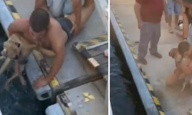 Rescatan a un perro atrapado junto al catamarán en el muelle de El Puerto