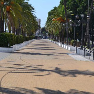 El Ayuntamiento de El Puerto inicia la repoblación de palmeras en el Parque Calderón El Ayuntamiento de El Puerto inicia la repoblación de palmeras en el Parque Calderón