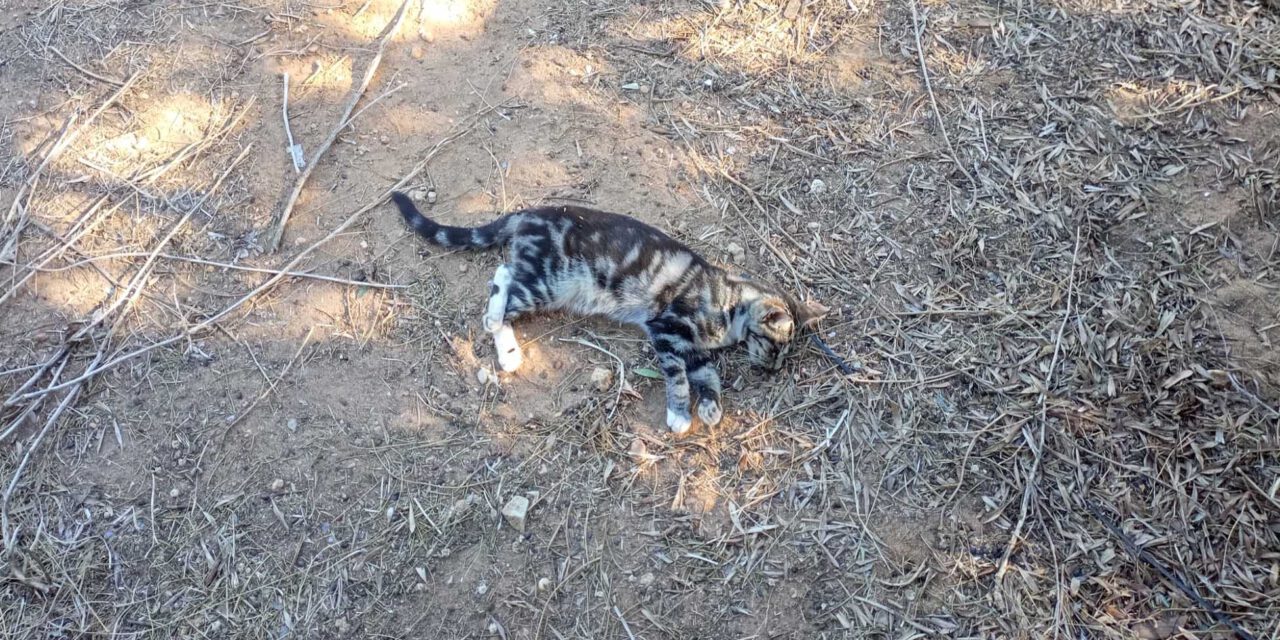 La asociación Gatos del Puerto denuncia envenenamientos de gatos en Puerto Sherry