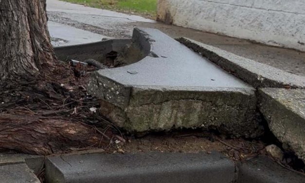 El PSOE reclama un plan completo de mantenimiento para El Juncal