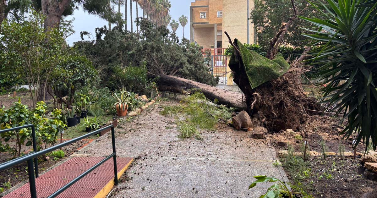 El temporal sacude El Puerto con árboles caídos, cortes de tráfico y alerta en el Guadalete