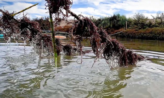 Un centro tecnológico de El Puerto presenta avances en acuicultura sostenible tras un proyecto nacional de investigación
